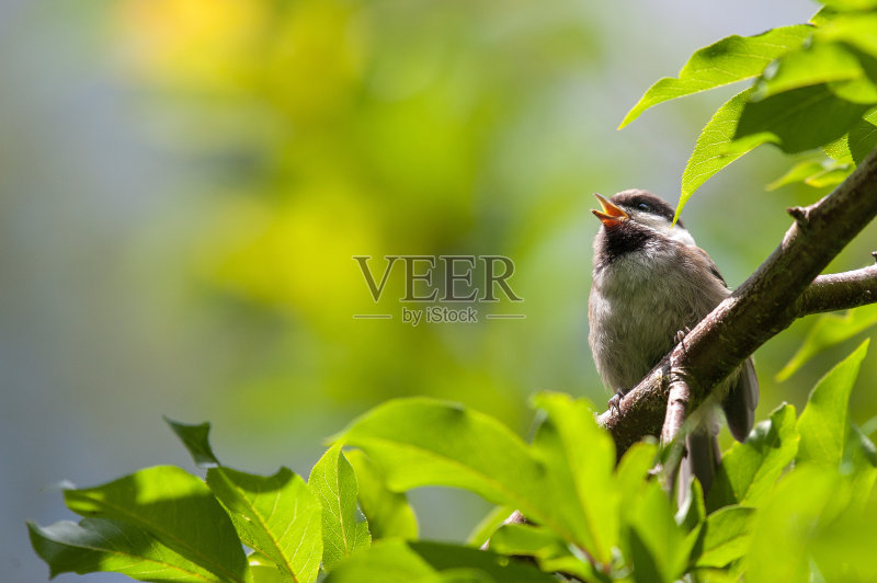 栗色背山雀栖息在树枝上鸣叫求偶正版图片素材