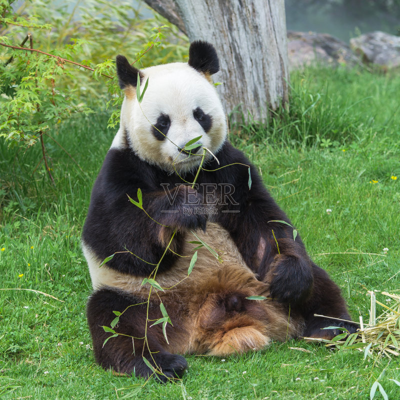 大熊猫正版图片素材