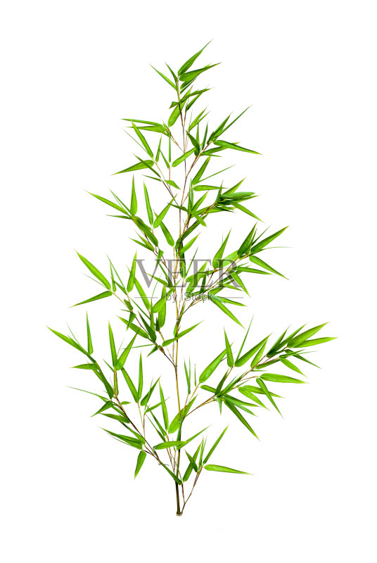 竹叶孤立在白色背景上正版图片素材