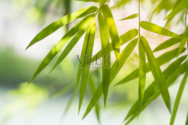 竹叶背景正版图片素材