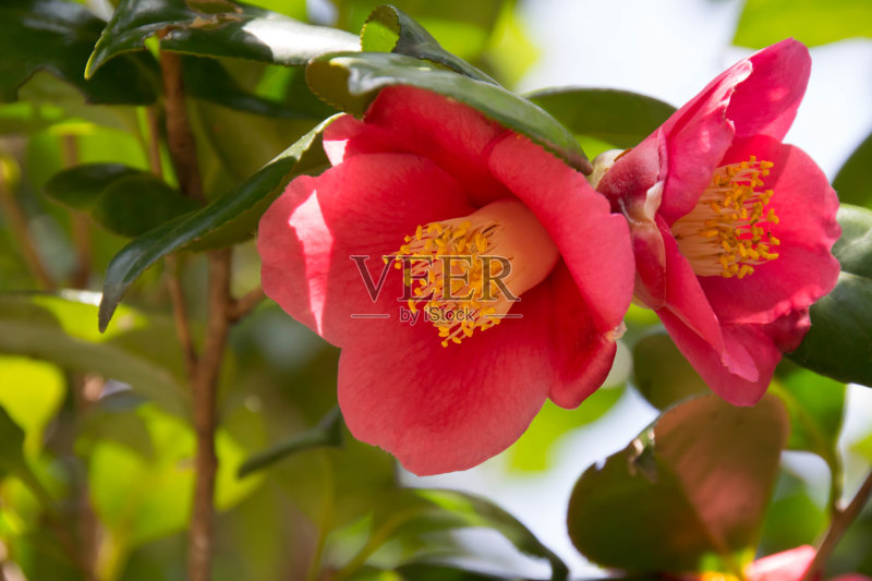 光滑的山茶花花正版图片素材