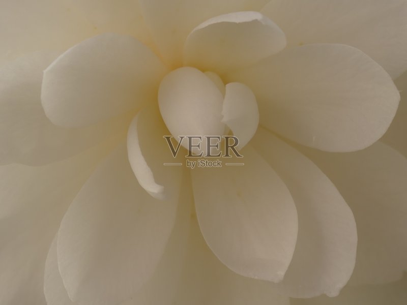 白色的山茶花正版图片素材