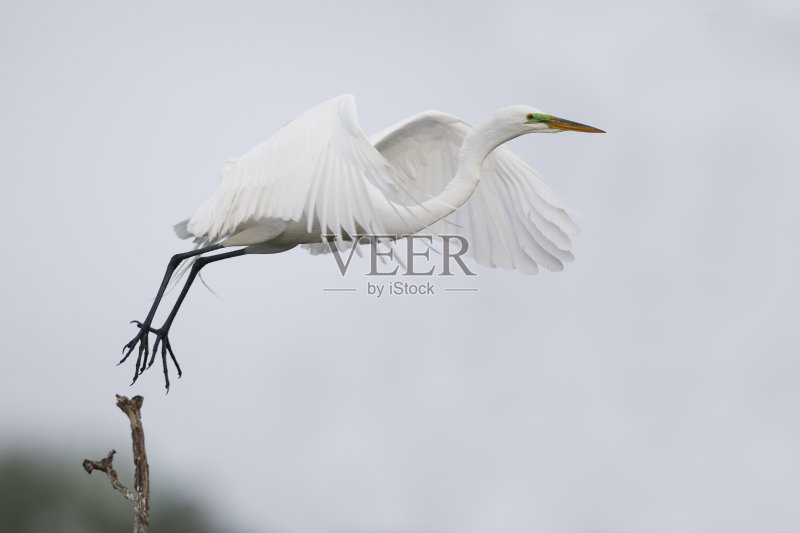 大白鹭从栖木上起飞——佛罗里达威尼斯正版图片素材