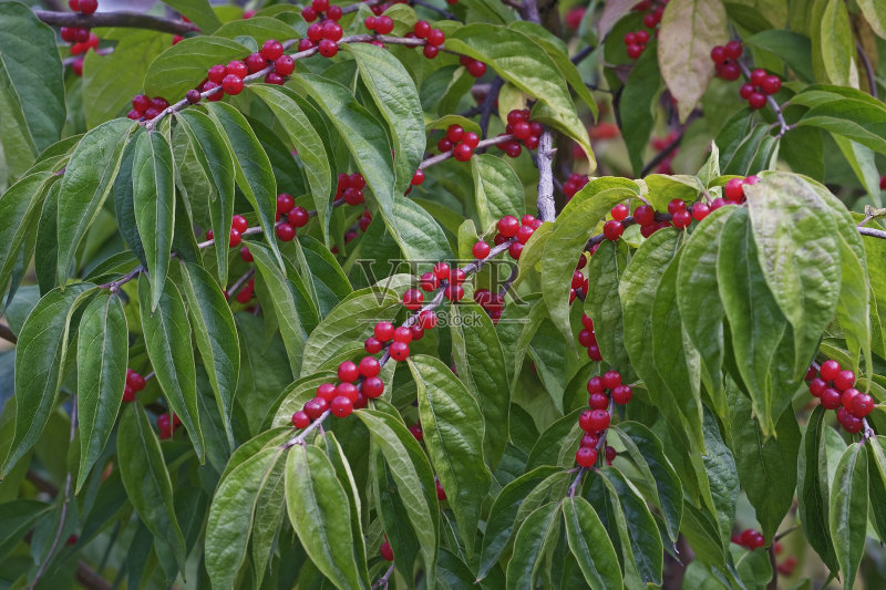 金银花的果实和叶。正版图片素材
