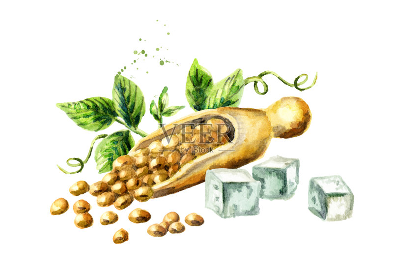大豆豆腐。水彩手绘插图正版插画素材