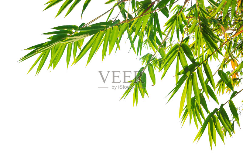 竹叶正版图片素材
