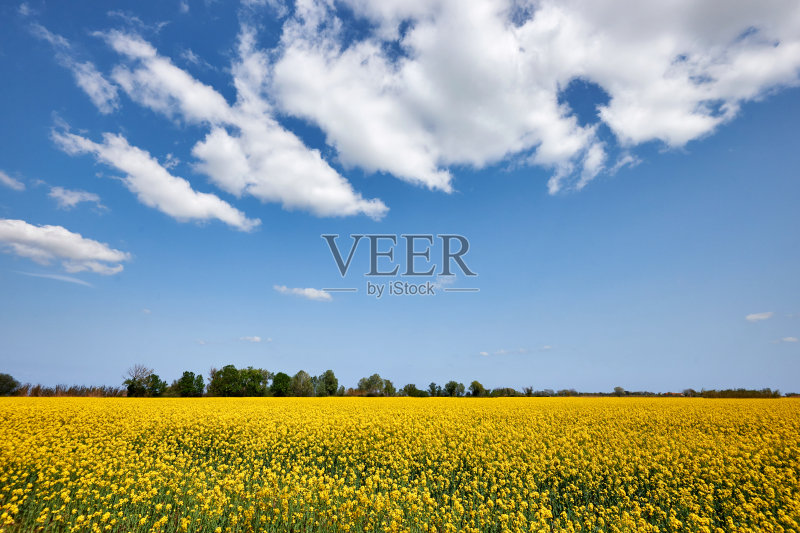 美丽的风景与油菜花正版图片素材