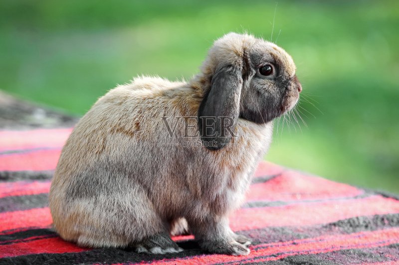 迷你荷兰垂下的正版图片素材