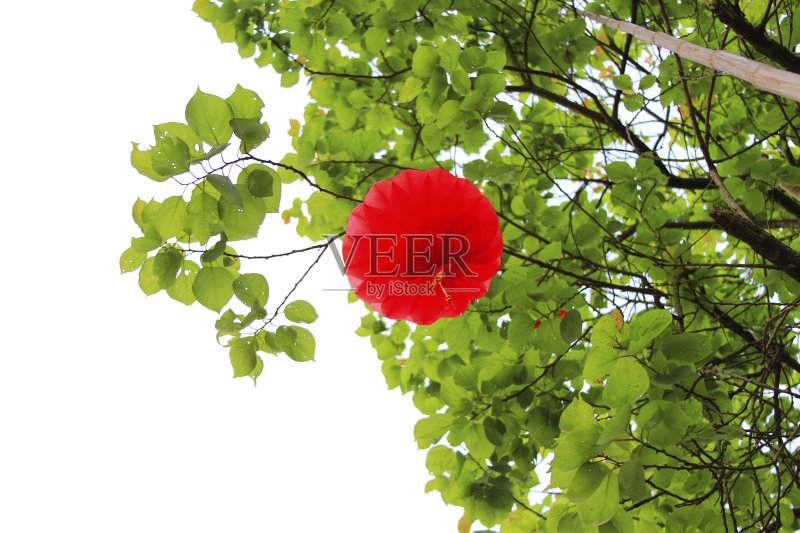 树枝上挂着红灯笼正版图片素材