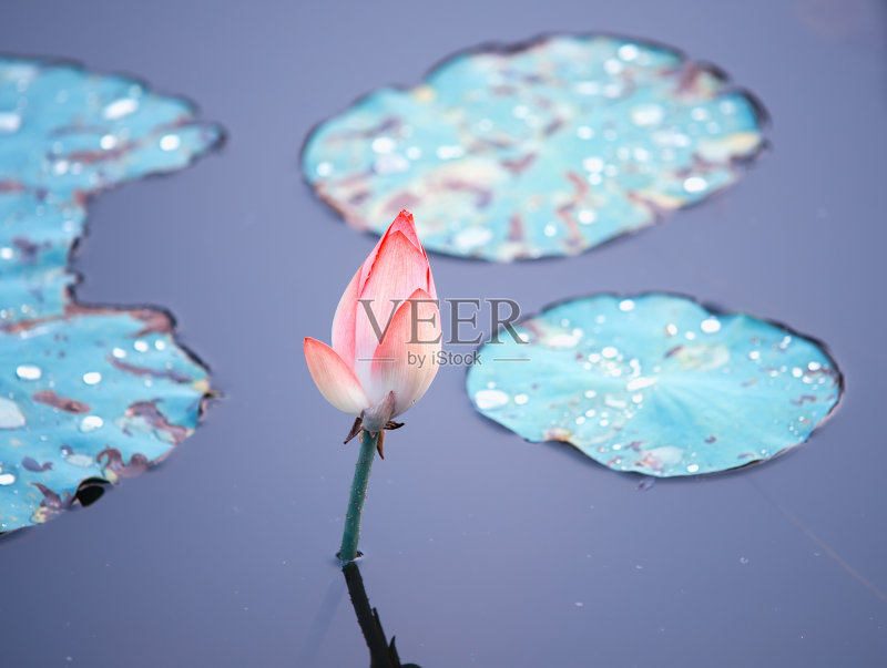 莲花正版图片素材