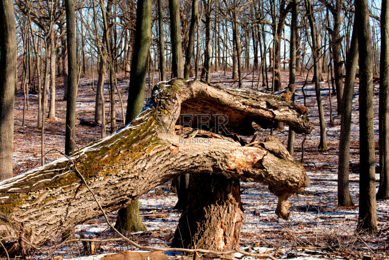 树干的手正版图片素材