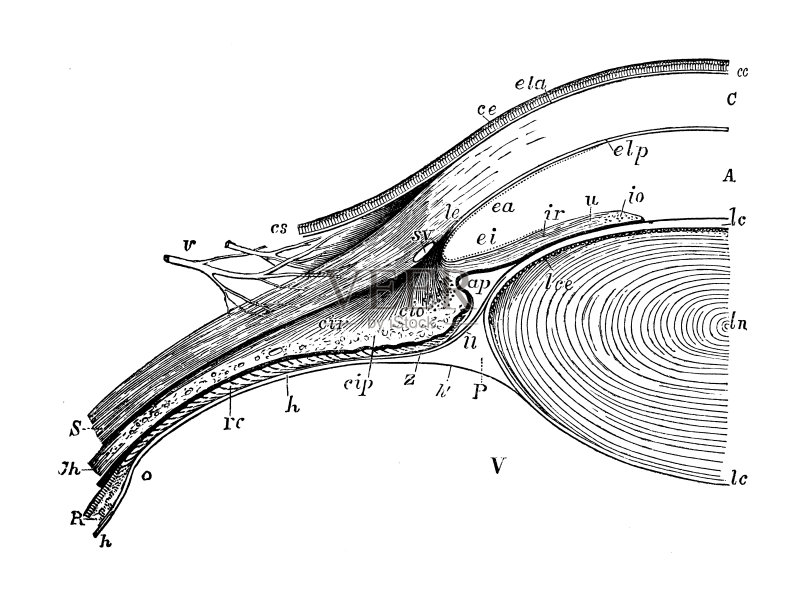 人体解剖学古董插图:眼睛正版插画素材