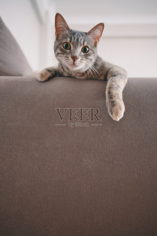 躺在沙发上的猫正版图片素材