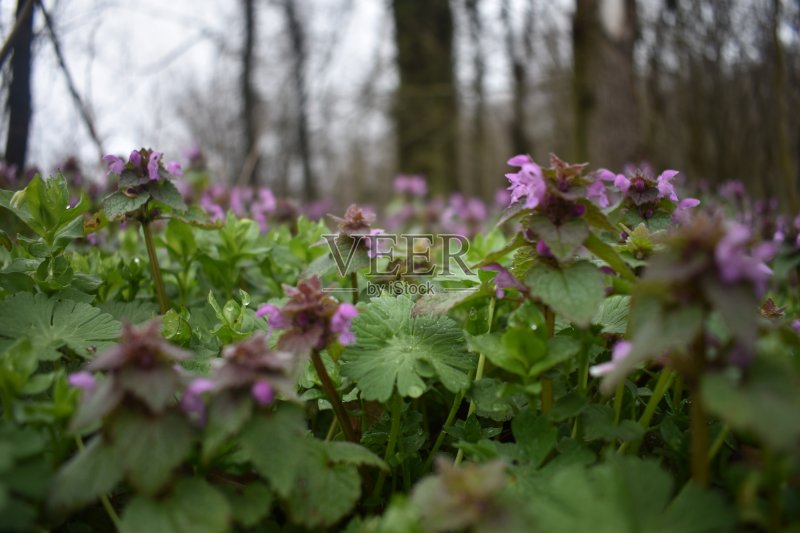 田野里的早晨正版图片素材