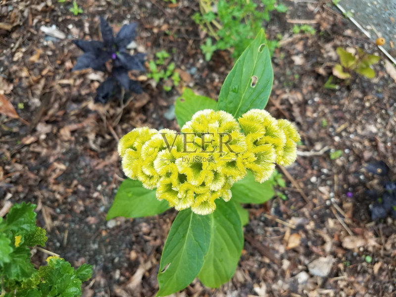 土壤里的绿色植物开着黄色的花正版图片素材