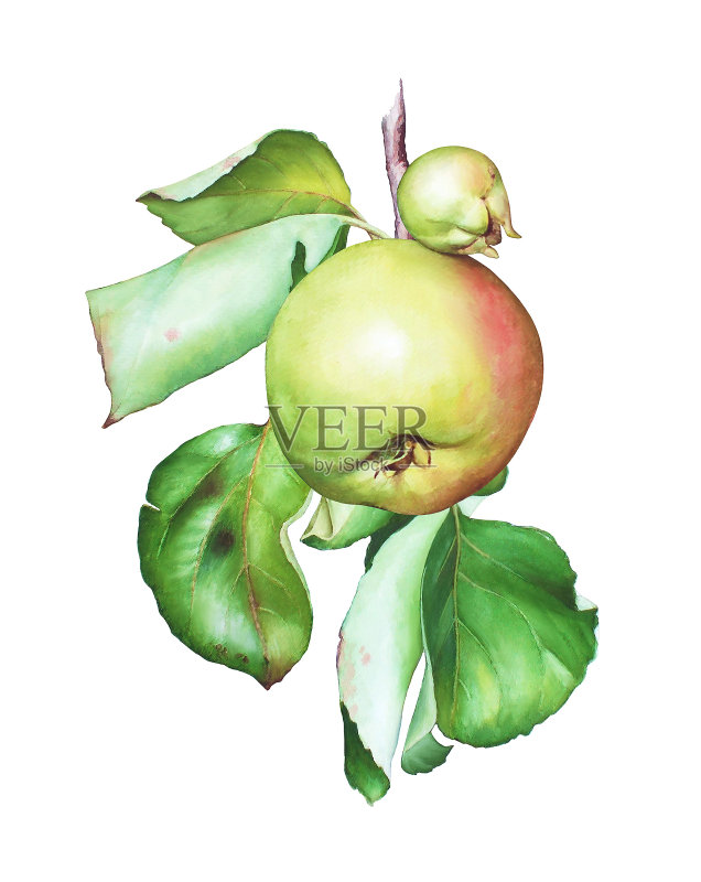 用苹果和树叶画苹果树枝正版插画素材