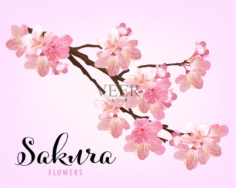 樱花背景模板。正版插画素材