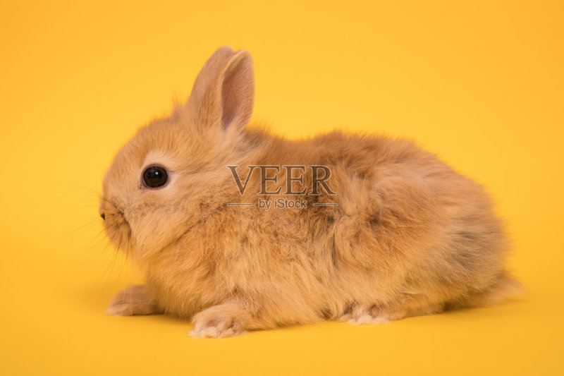 可爱的小兔子正版图片素材