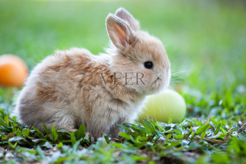 可爱的小兔子和复活节彩蛋在草地上正版图片素材
