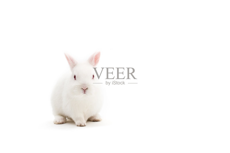 白色背景上的小白兔宝宝正版图片素材