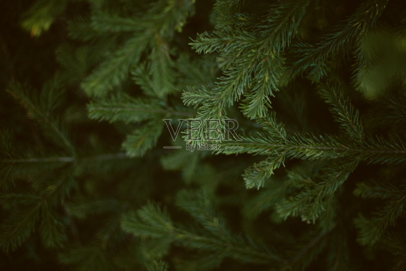 圣诞节的背景。绿色冷杉树在黑暗的色调。正版图片素材