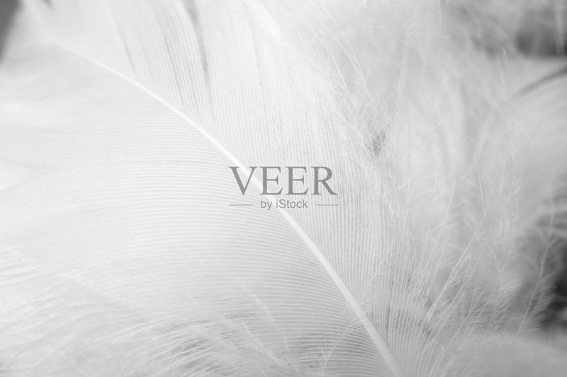 美丽的白灰色调羽毛纹理背景正版图片素材