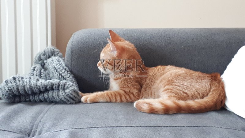 从侧面看，灰色的沙发上有一只红色的小猫正版图片素材