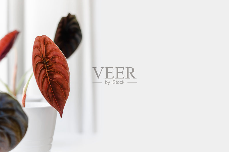 现代室内植物正版图片素材