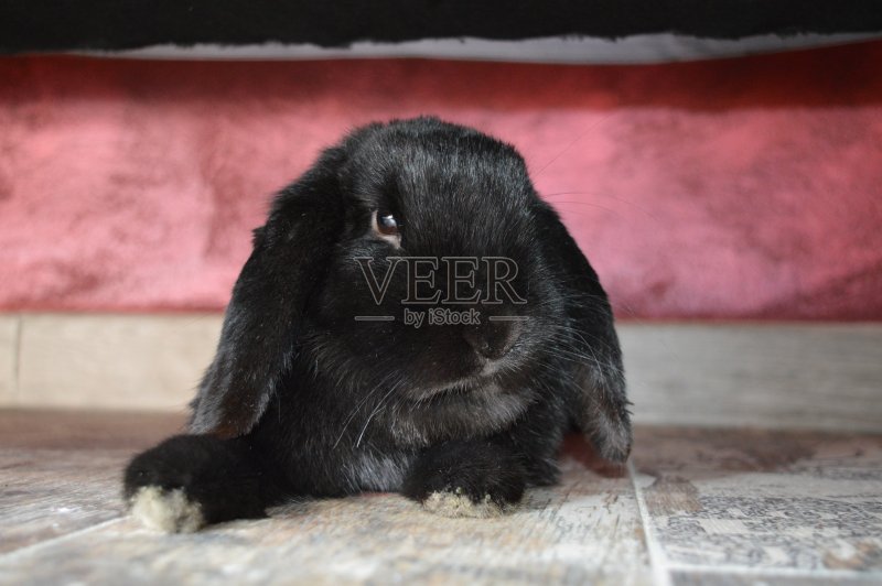 侏儒兔正版图片素材