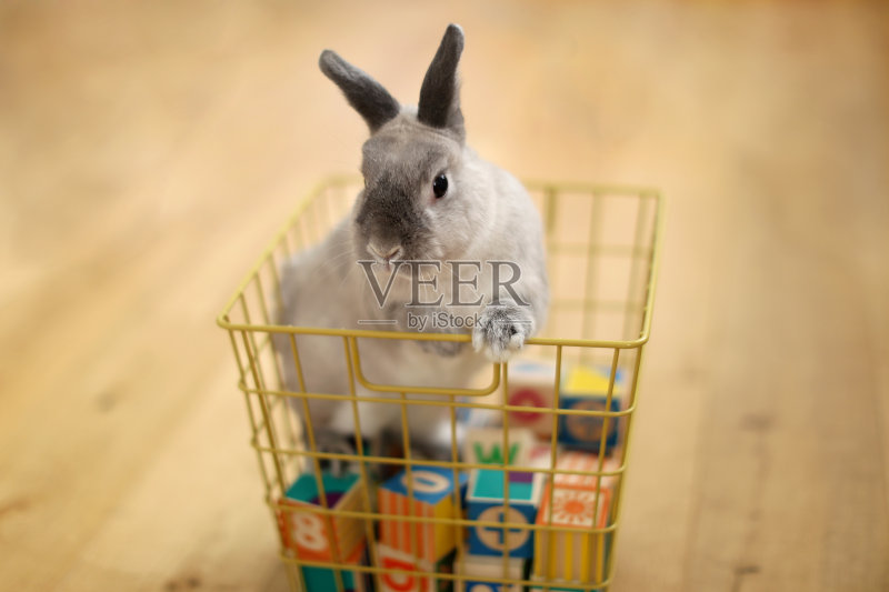 金属篮子里的兔子正版图片素材