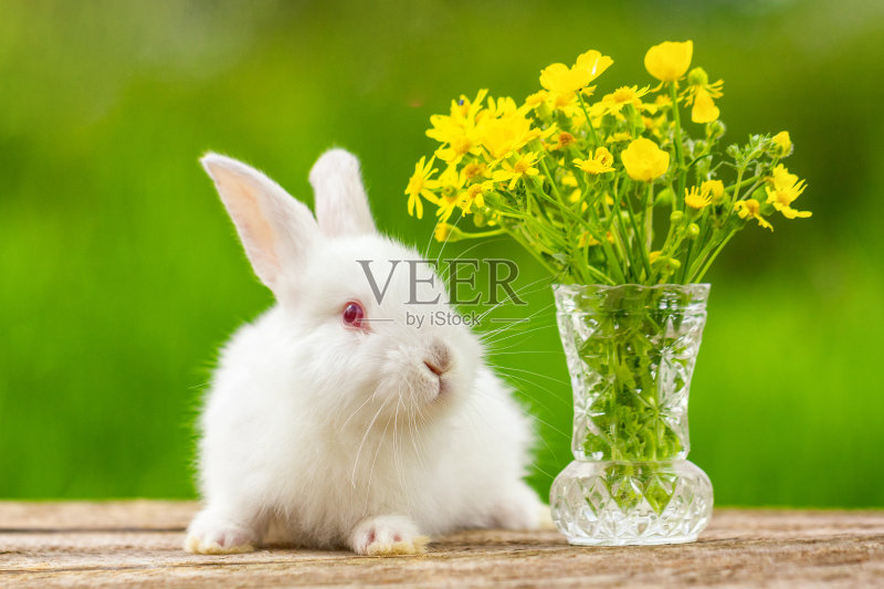 在一个阳光明媚的日子里，有趣的白色耳朵的小兔子在一个木制的背景和一束花在自然界正版图片素材