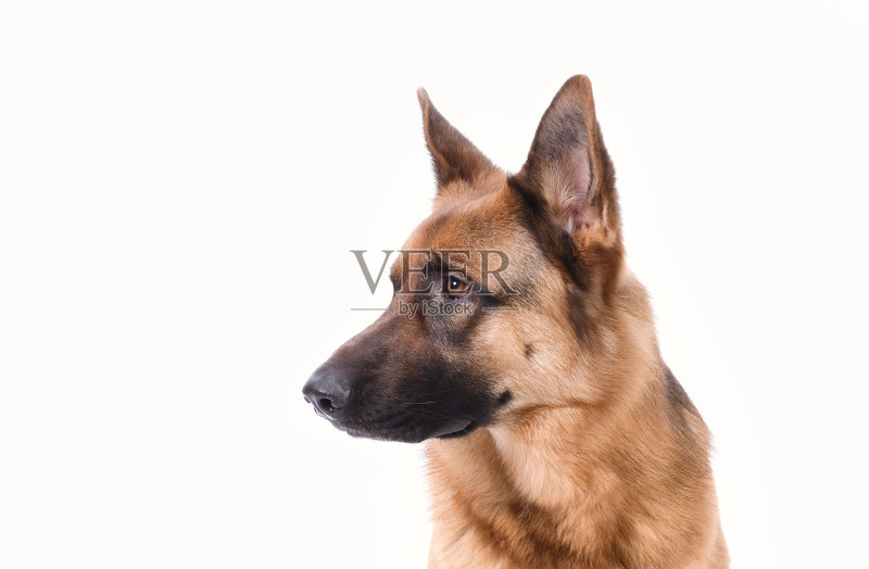 一张德国牧羊犬头的肖像，3岁，在白色背景前，复制空间正版图片素材