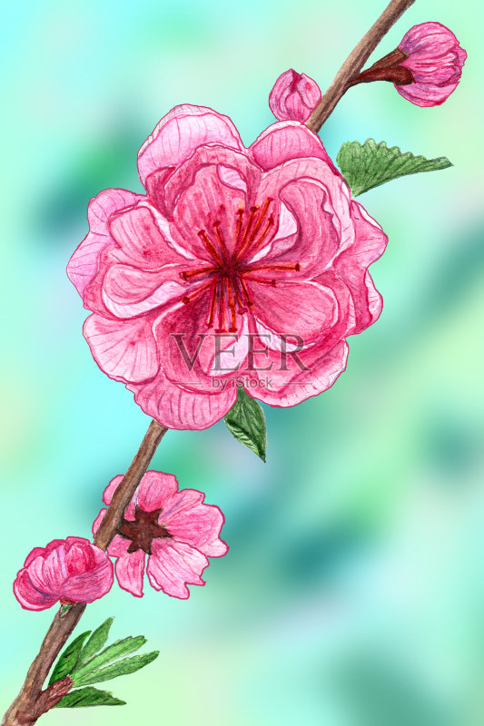 绘制水彩粉红色樱花在模糊的绿色背景正版插画素材