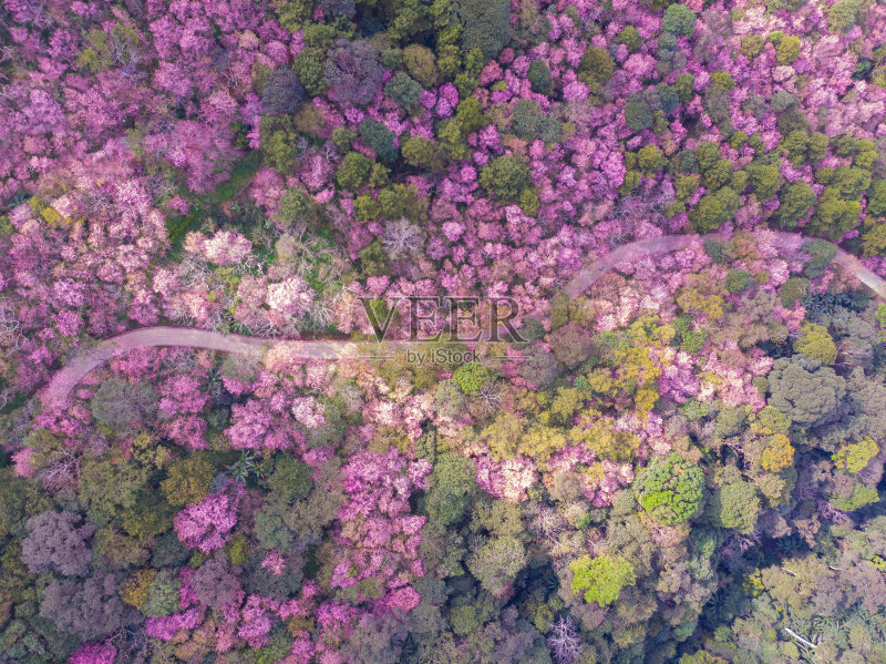 鸟瞰风景的粉红色的樱花樱花树与蜿蜒的道路无人机。粉红色的花盛开在山上的景色。正版图片素材