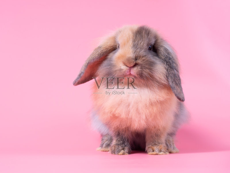 可爱的荷兰罗柏兔宝宝站在粉红色的背景上。可爱的动作年轻的棕色兔子。正版图片素材