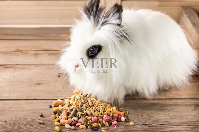 寻找一只装饰性的兔子。有选择性的重点。本空间正版图片素材