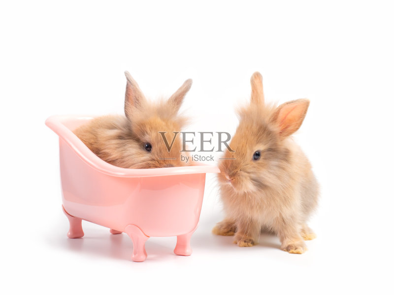 两只棕色小兔子在白色背景的粉色浴缸里。可爱的棕色小兔子的动作。正版图片素材