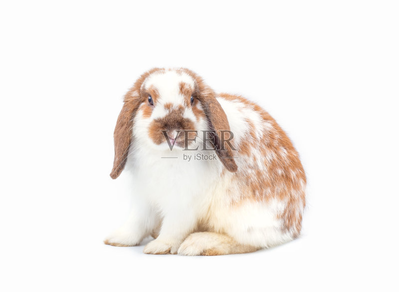 可爱的荷兰垂耳兔孤立地坐在白色的背景上。正版图片素材