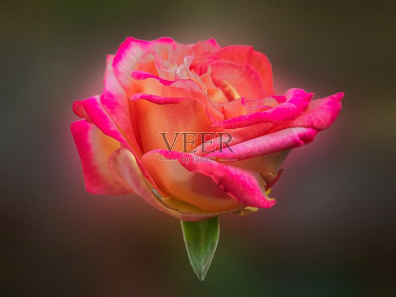 五彩的粉黄色玫瑰花瓣绽放美丽模糊的背景特写孤立的黑色花园爱情正版图片素材