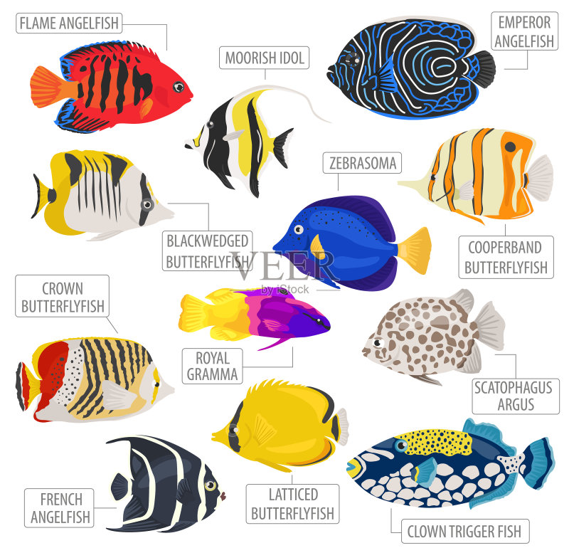 淡水水族箱鱼类品种图标集图标素材