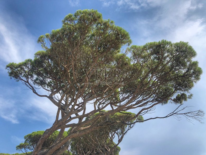 法国圣特罗佩的高大树木和天空正版图片素材