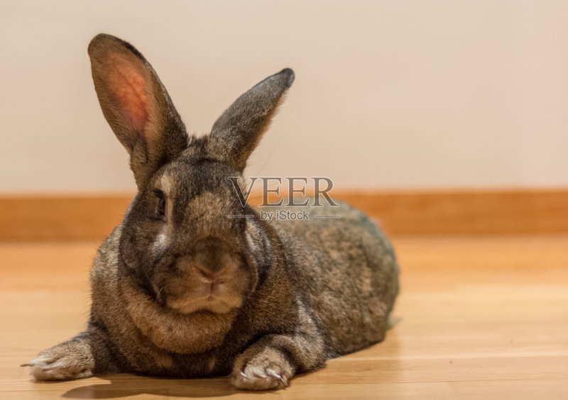 漂亮的兔子看着摄像机正版图片素材