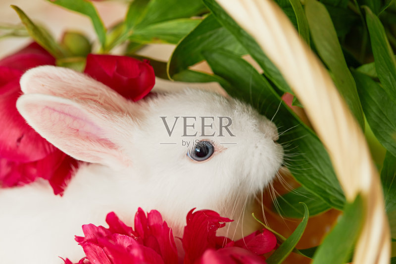 可爱的小白兔在春花篮子里正版图片素材