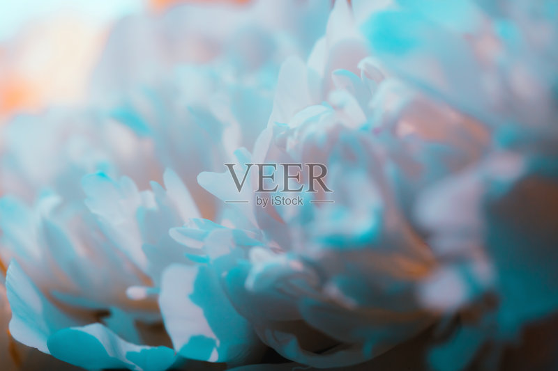 美丽的蓝色花瓣正版图片素材