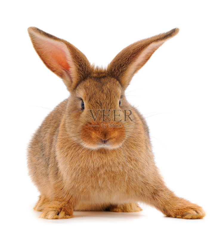 棕色的兔子孤立。正版图片素材