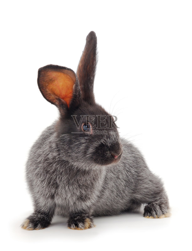 灰兔孤立。正版图片素材