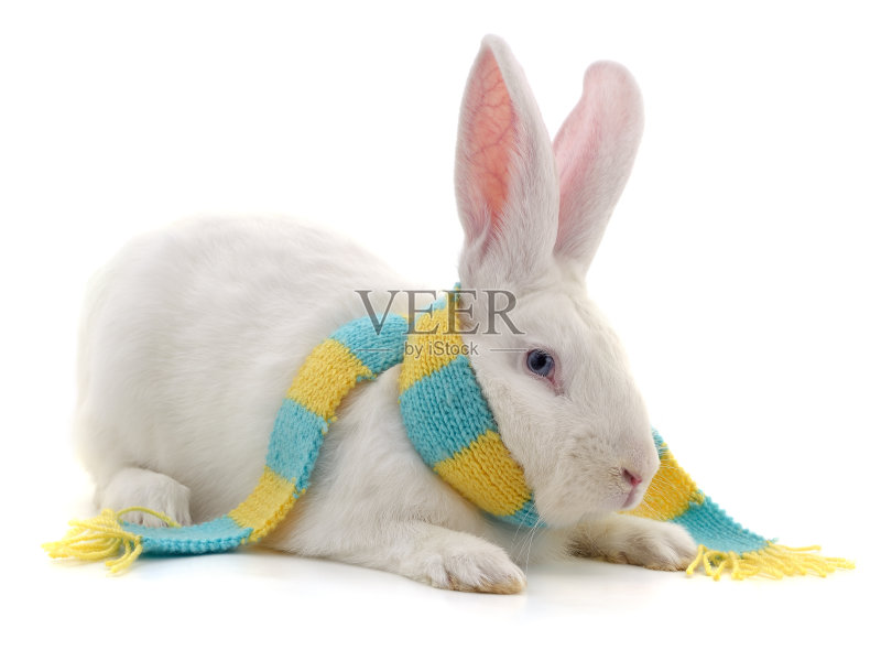 戴着围巾的白兔。正版图片素材
