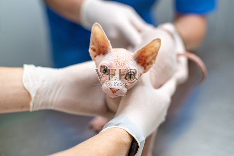 兽医在诊所的桌子上检查斯芬克斯猫正版图片素材