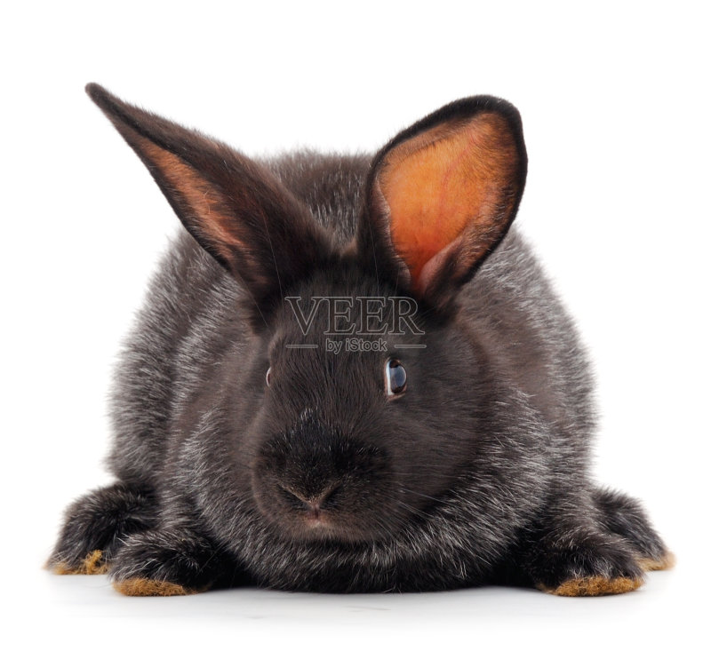 灰兔孤立。正版图片素材