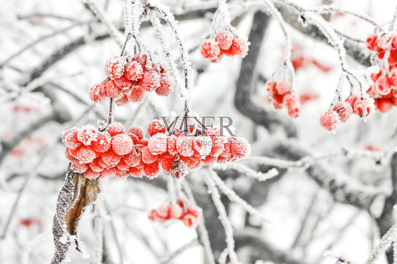 冰雪下的冬荚。雪中的荚蒾。第一场雪。美丽的冬天正版图片素材